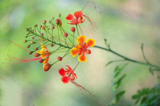 �1762821 �������(a): ����������:2048x1360